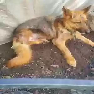 adoptable Dog in Chicago, IL named Korra
