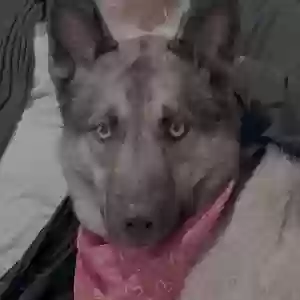 adoptable Dog in Pomona, CA named Unknown