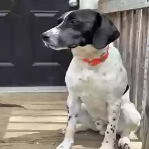 adoptable Dog in Hayden, AL named Arthur