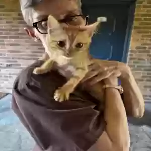 adoptable Cat in Meridian, MS named Finn