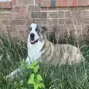 adoptable Dog in Yukon, OK named Astrid
