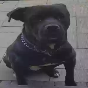 adoptable Dog in Southfield, MI named Thor