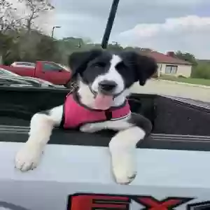 adoptable Dog in San Marcos, TX named Jane