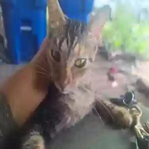adoptable Cat in Coffeyville, KS named Angel