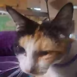 adoptable Cat in Coffeyville, KS named Queenie