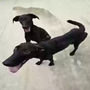 adoptable Dog in Coker, AL named Pita and Bonny