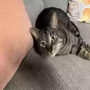 adoptable Cat in Waterford, MI named Grizzy