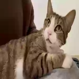 adoptable Cat in Fort Lauderdale, FL named Penelope