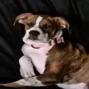 adoptable Dog in Hartford, KY named Bailey