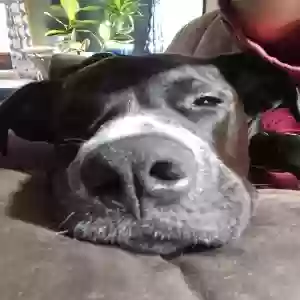 adoptable Dog in West Des Moines, IA named Bena