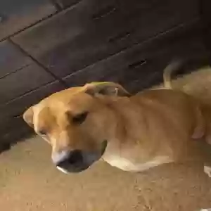 adoptable Dog in Snellville, GA named Butter