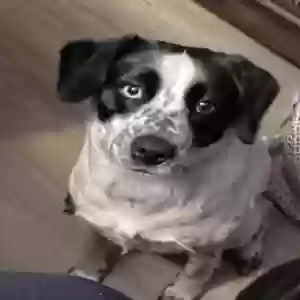 adoptable Dog in Snellville, GA named Vanilla Bean