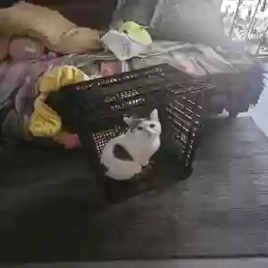 adoptable Cat in Long Beach, CA named Oreo