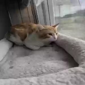adoptable Cat in Little River Academy, TX named Murphy