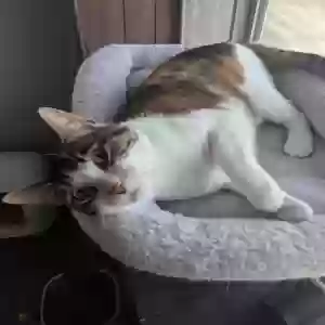 adoptable Cat in Little River Academy, TX named Honey