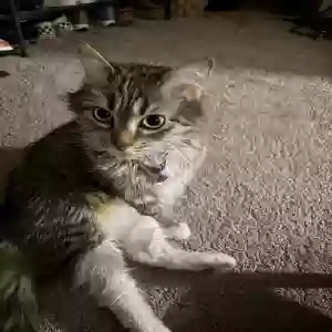 adoptable Cat in Lake In The Hills, IL named Unknown