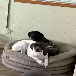 adoptable Dog in Stuart, IA named Stallone & Sly