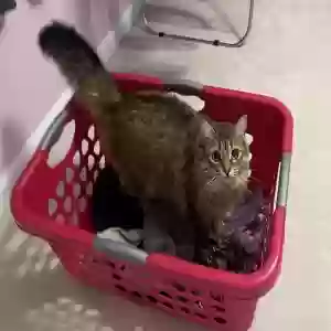 adoptable Cat in Durham, NC named Leaf