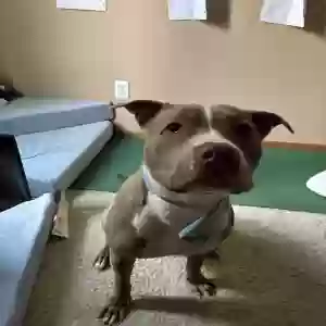 adoptable Dog in Farmington, MN named Luigi