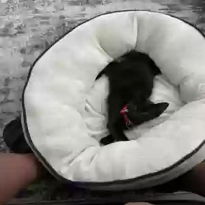 adoptable Cat in Chicago, IL named Unknown