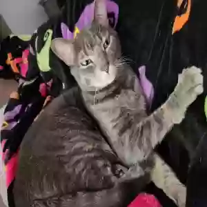 adoptable Cat in Acworth, GA named Luna
