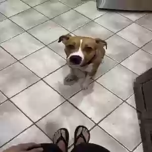 adoptable Dog in Marietta, GA named Parker