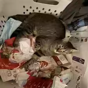 adoptable Cat in Killeen, TX named Bob
