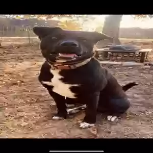 adoptable Dog in Mentone, AL named Captain