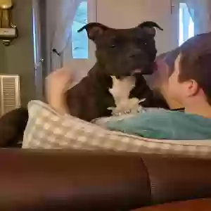 adoptable Dog in Garner, NC named Vader