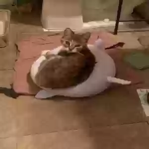 /images/pets/original/2184291_11985_E643F677-58CE-46CC-B6CC-10BD910E280D.webp