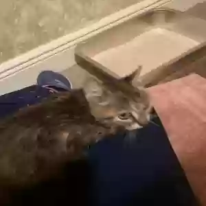 adoptable Cat in Fort Lauderdale, FL named Kitty