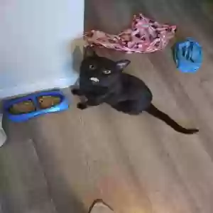 adoptable Cat in Prescott Valley, AZ named Midnight
