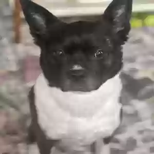 adoptable Dog in Jersey City, NJ named Roo