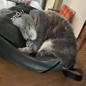 adoptable Cat in Brooklyn, NY named William