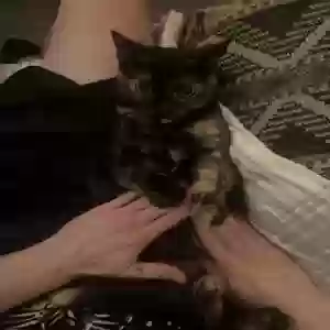 adoptable Cat in Rockford, MI named Athena