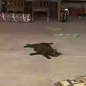 adoptable Cat in Rockford, MI named Raven