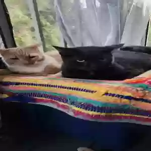 adoptable Cat in Pompano Beach, FL named Midnight