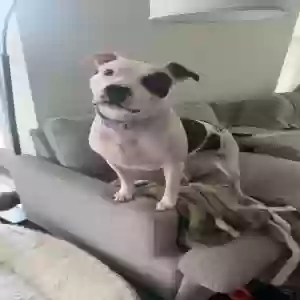 adoptable Dog in Fort Worth, TX named Haylen