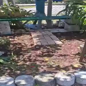 adoptable Cat in Pompano Beach, FL named Bella