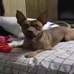 adoptable Dog in Zephyrhills, FL named Cyrus