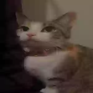 /images/pets/original/2184313_64924_IMG_0135.webp