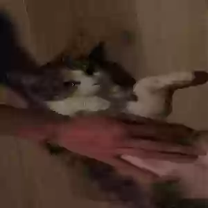 adoptable Cat in Greenville, SC named stinker