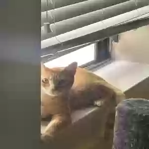 adoptable Cat in Atlanta, GA named Unknown