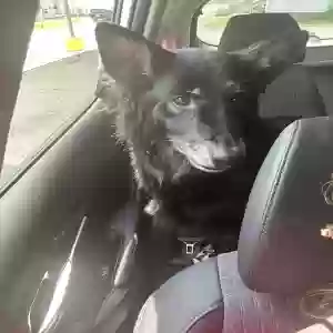 adoptable Dog in Whitman, WV named Honey