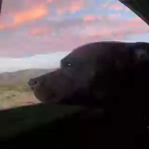 adoptable Dog in Mesa, AZ named Scrim