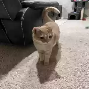 adoptable Cat in Holt, MI named Miles