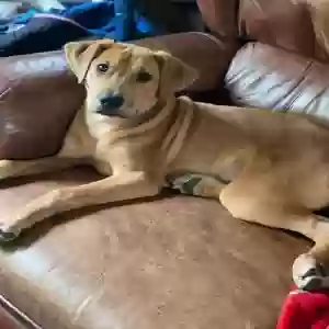 adoptable Dog in Trussville, AL named Scout