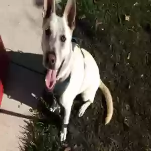 adoptable Dog in Concord, CA named Lupo