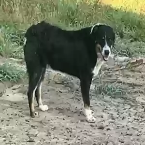 adoptable Dog in Dardanelle, AR named Ace