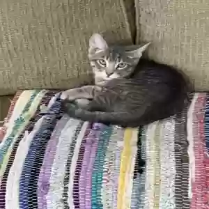 adoptable Cat in Litchfield Park, AZ named Domino
